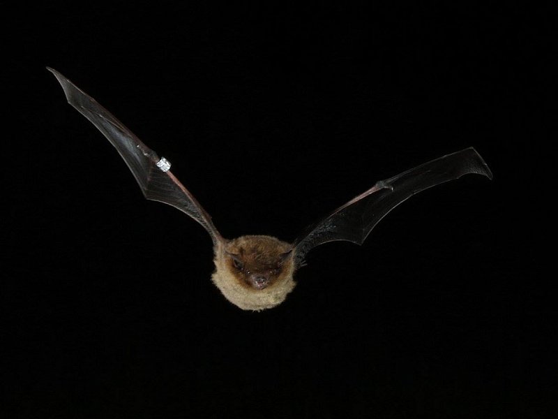 Amazing bat news from Rye Harbour